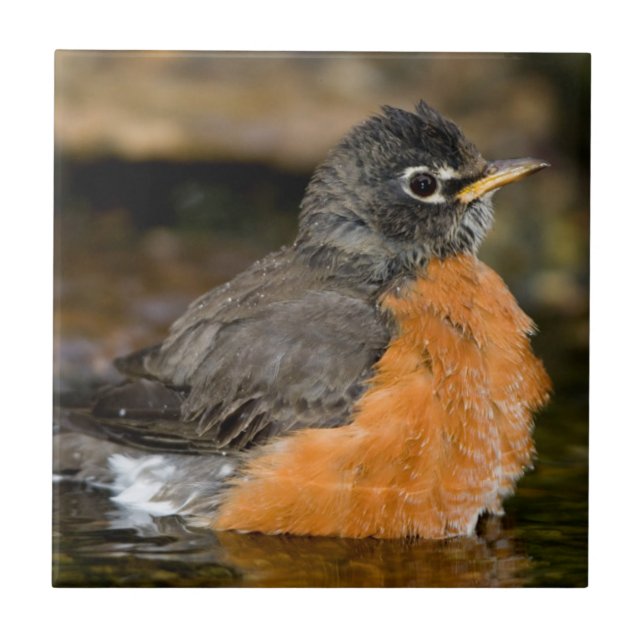 American Robin bathing 2 Tile (Front)