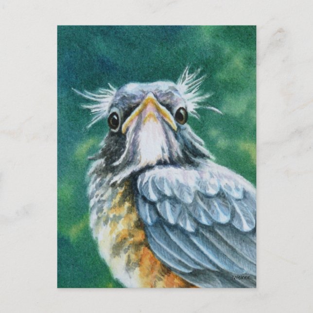 American Robin Bird Fledgling Watercolor Art Postcard (Front)