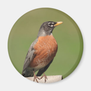 American Robin bird Magnet