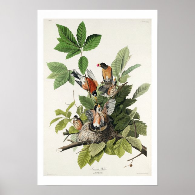 American Robin by Audubon Poster (Front)