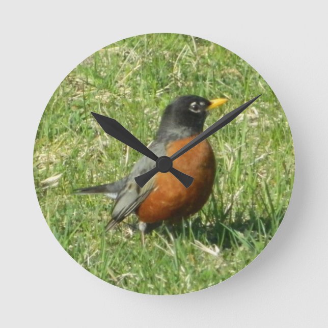 American Robin Clock (Front)