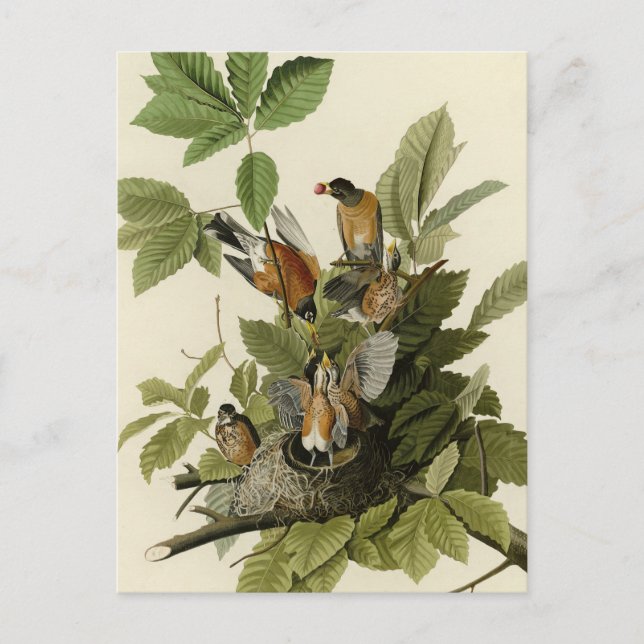 American Robin from Audubon's Birds of America Postcard (Front)