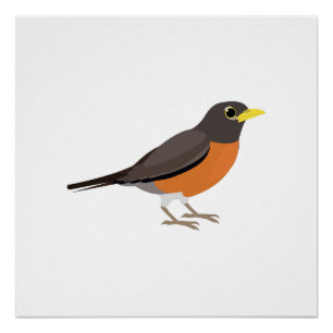 American Robin Illustration Poster