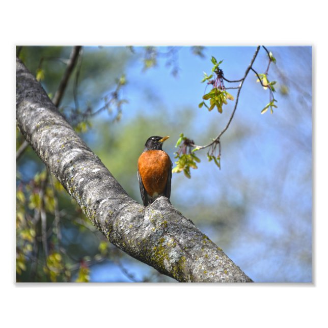 American Robin in a Maple Tree Photo Print (Front)