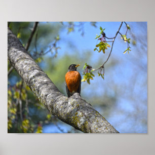American Robin in a Maple Tree Poster