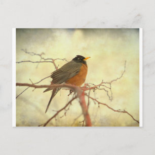 American Robin in The Springtime Postcard