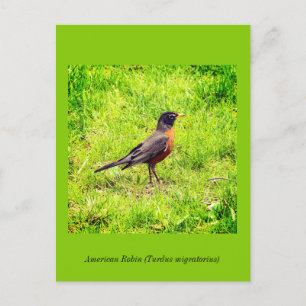 American Robin Invitation Postcard