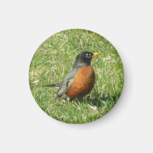 American Robin Magnet