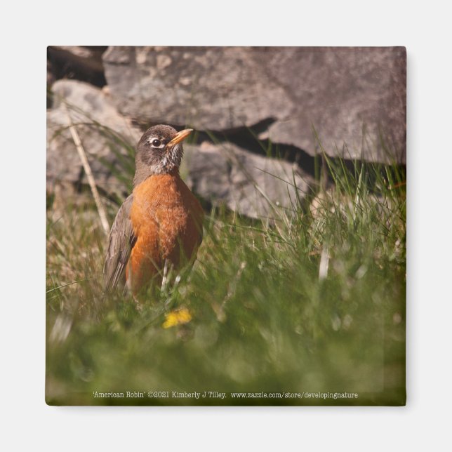 American Robin Magnet (Front)