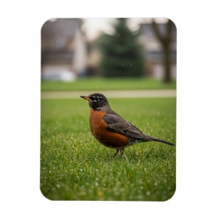 American Robin Magnet