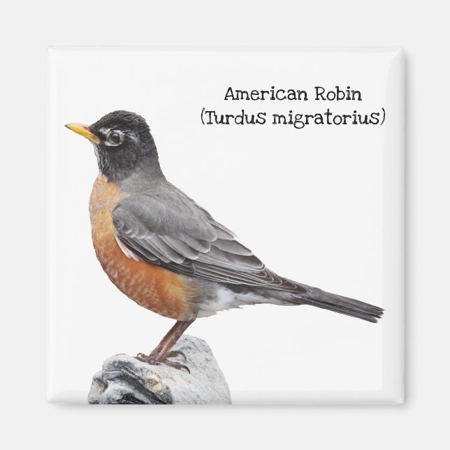 American Robin Magnet (Front)