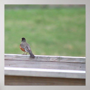 American Robin Photo Poster