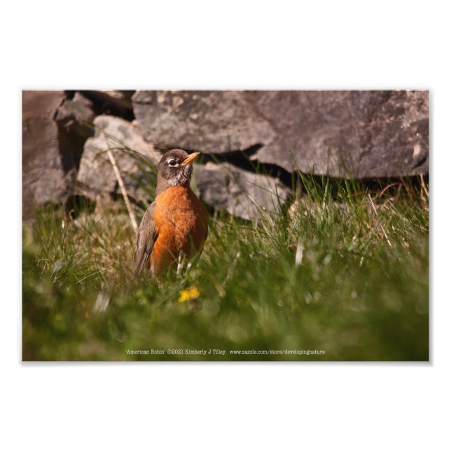 American Robin Photo Print (Front)