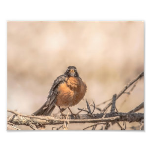 American Robin Photography Print