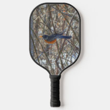 American Robin