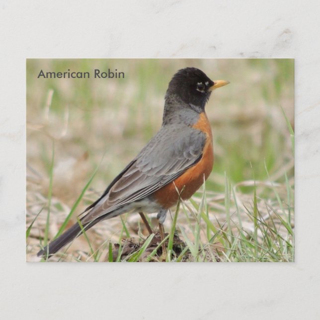 American Robin Postcard (Front)