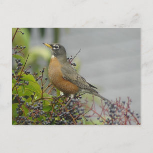 American Robin Postcard
