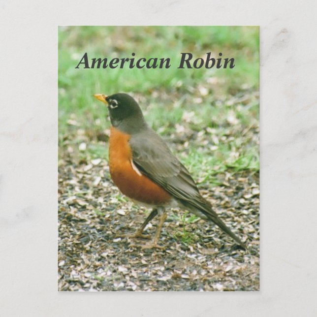 American Robin Postcard (Front)
