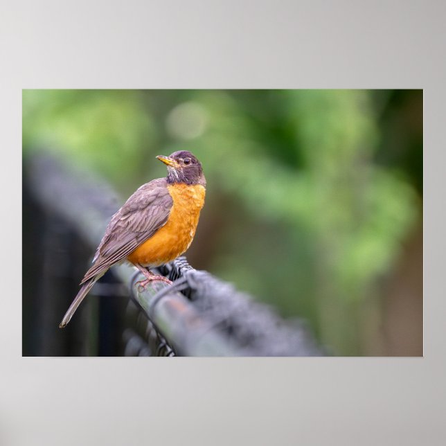 American Robin Poster (Front)