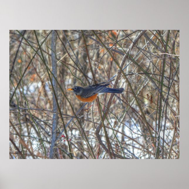 American Robin Poster (Front)