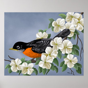 American Robin Poster