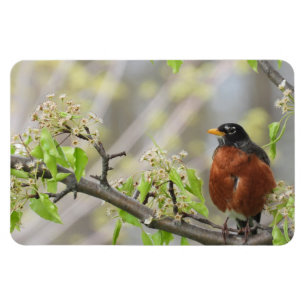 American Robin Spring Blooms Magnet