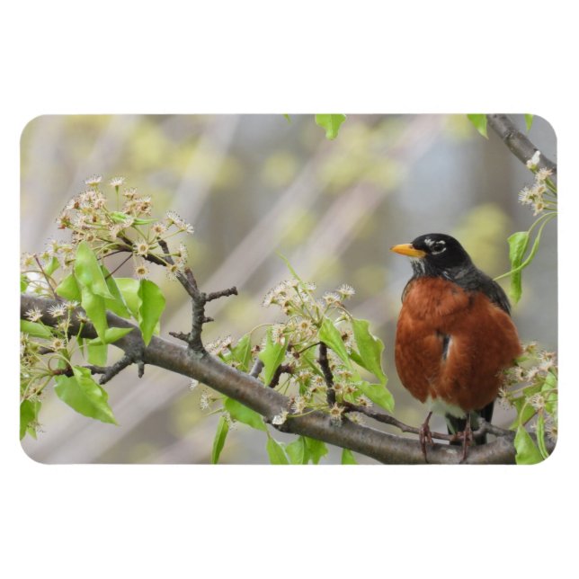 American Robin Spring Blooms Magnet (Horizontal)