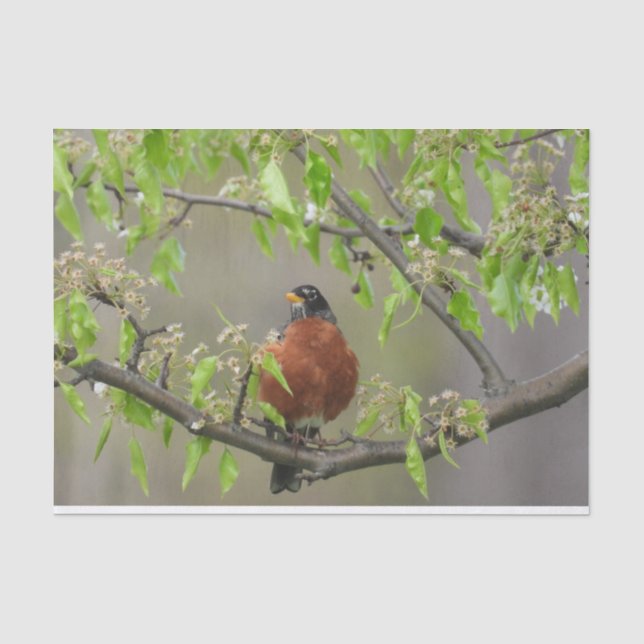 American Robin Spring Blossoms Tissue Paper (Front)
