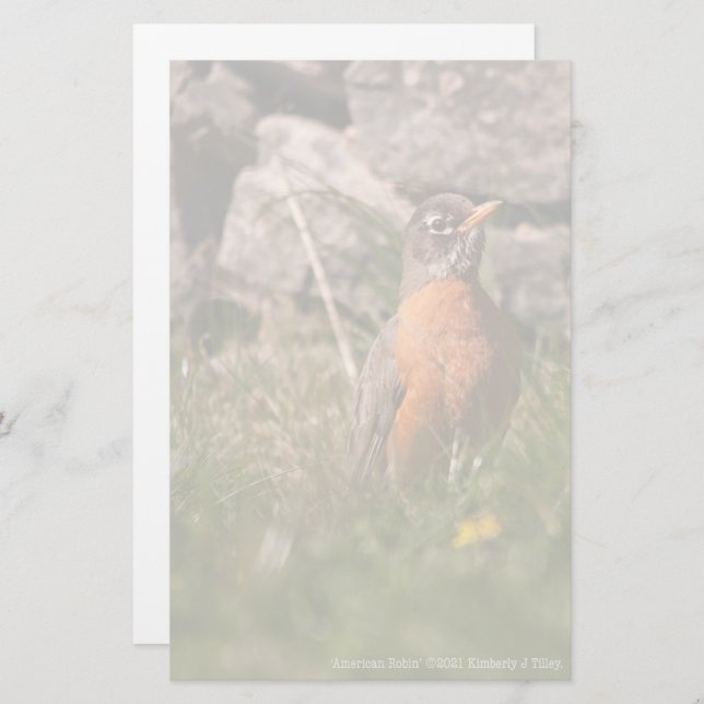 American Robin Stationery (Front/Back)
