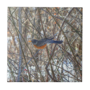 American Robin Tile