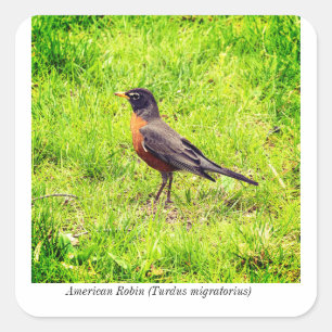American Robin (Turdus migratorius) Square Sticker