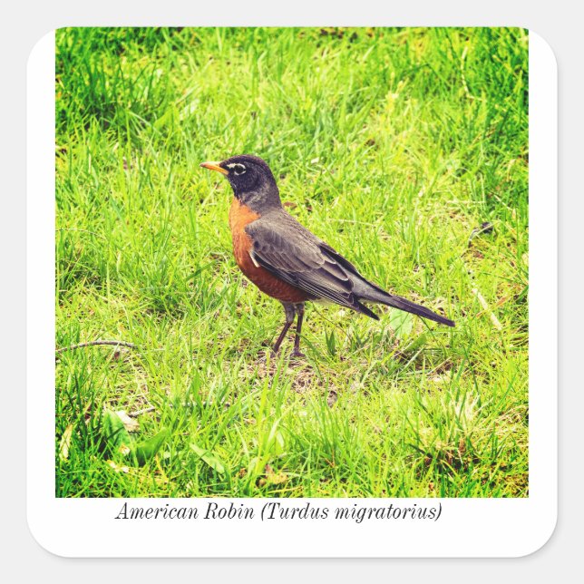 American Robin (Turdus migratorius) Square Sticker (Front)