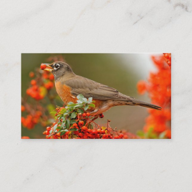 American Robin with a Pyracantha Pomme Business Card (Front)
