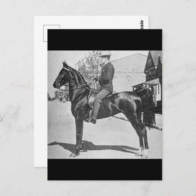 American Saddlebred Horse – Vintage Show Photo Postcard (Front/Back)
