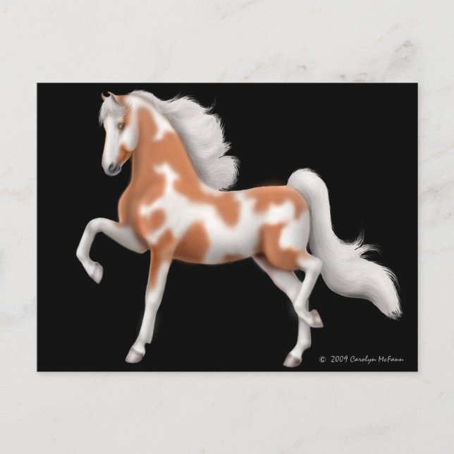American Saddlebred Pinto Postcard (Front)