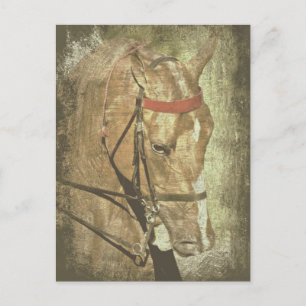 American Saddlebred Postcard