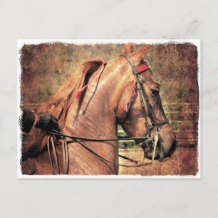 American Saddlebred Postcard