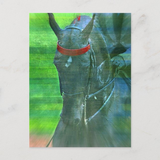 American Saddlebred Postcard (Front)