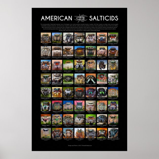 "American Salticids" Jumping Spider Faces Poster (Front)