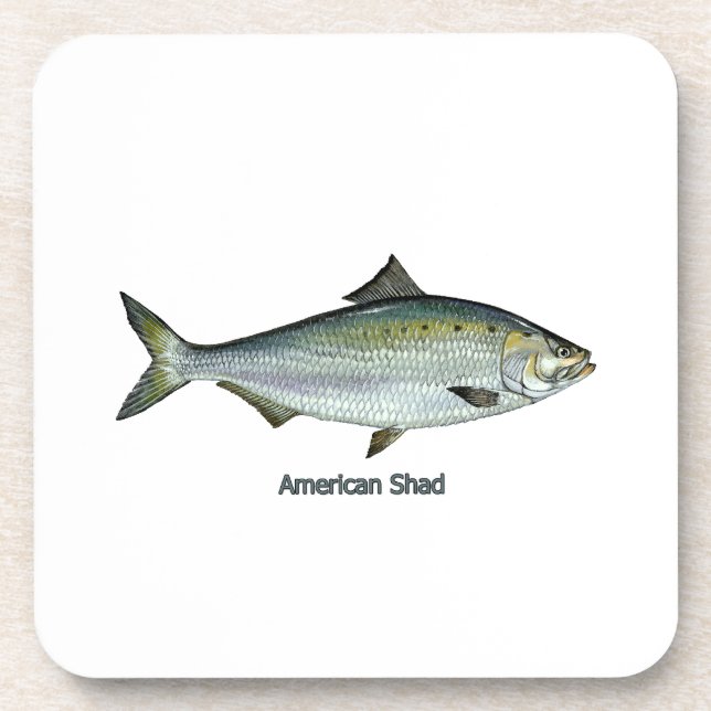 American Shad Coaster (Front)
