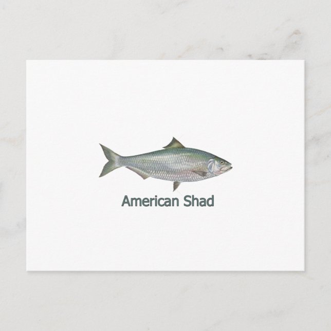 American Shad (titled) Postcard (Front)