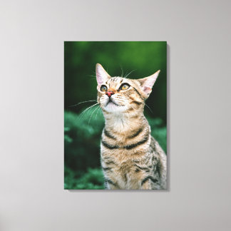 American Shorthair 10 Canvas Print