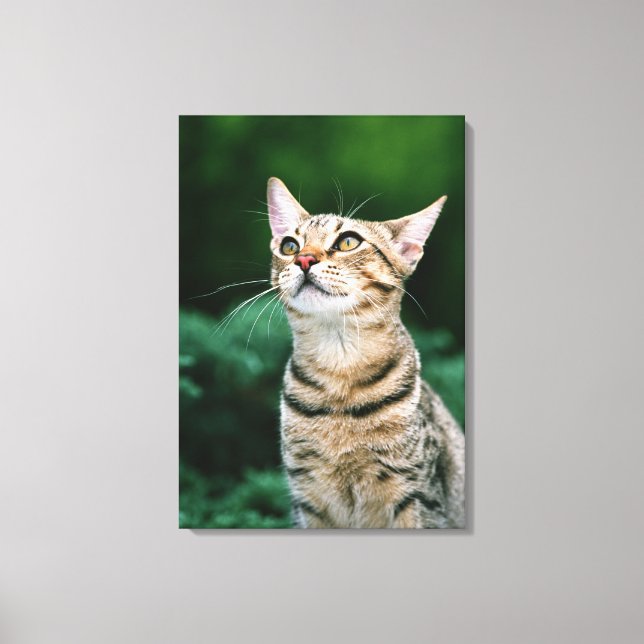 American Shorthair 10 Canvas Print (Front)