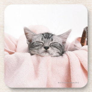 American Shorthair 10 Coaster