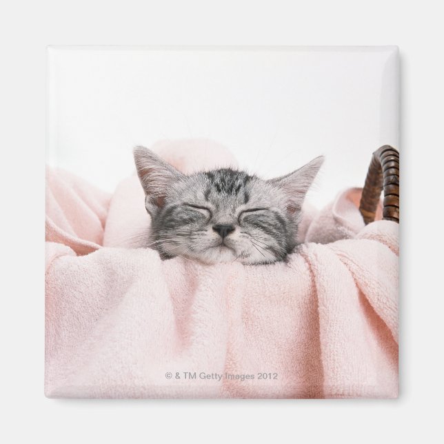 American Shorthair 10 Magnet (Front)
