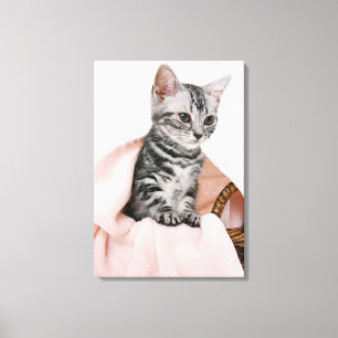 American Shorthair 11 Canvas Print