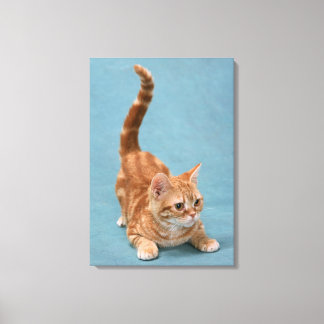 American Shorthair 12 Canvas Print