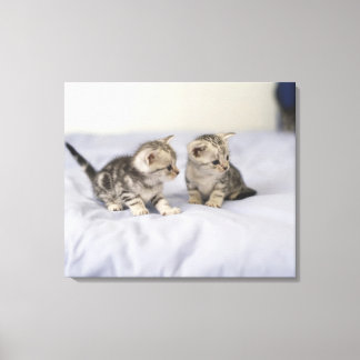 American Shorthair 17 Canvas Print