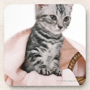 American Shorthair 2 Coaster