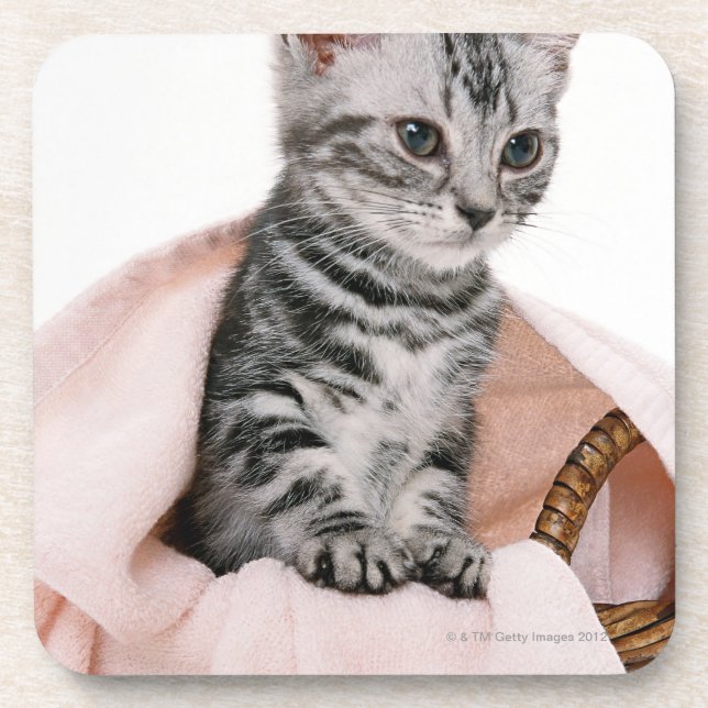 American Shorthair 2 Coaster (Front)